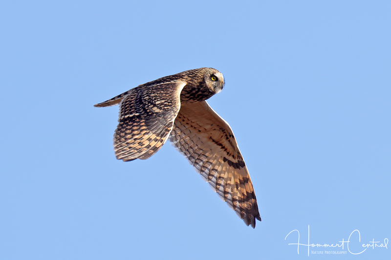 Short-eared Owl (36).jpg