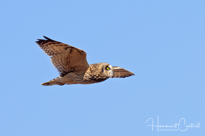 Short-eared Owl (37).jpg