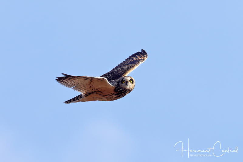 Short-eared Owl (38).jpg