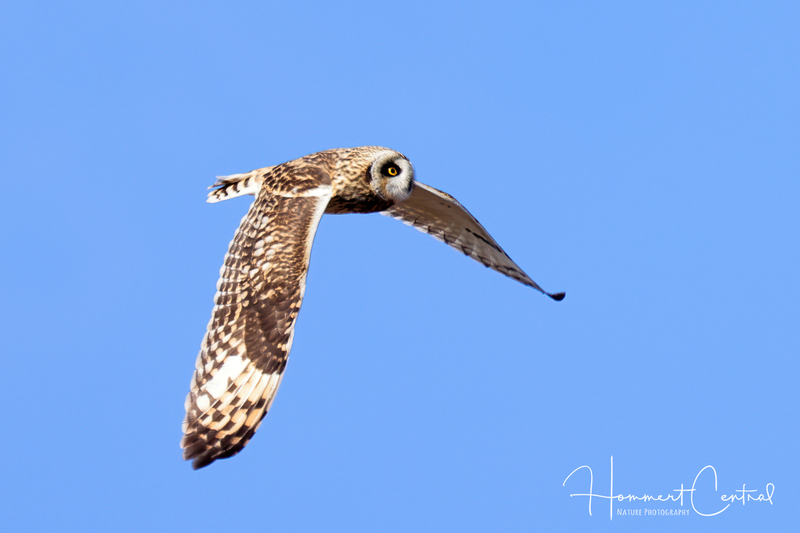 Short-eared Owl (39).jpg