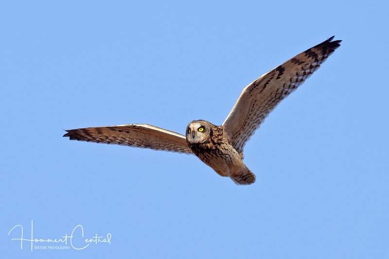 Short-eared Owl (40).jpg