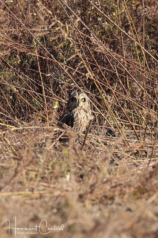 Short-eared Owl (41).jpg