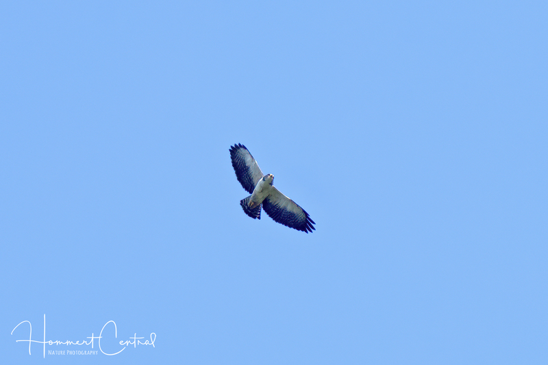 Short-tailed Hawk (02).jpg