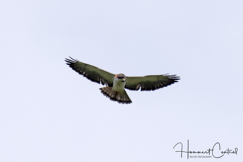 Short-tailed Hawk (03).jpg