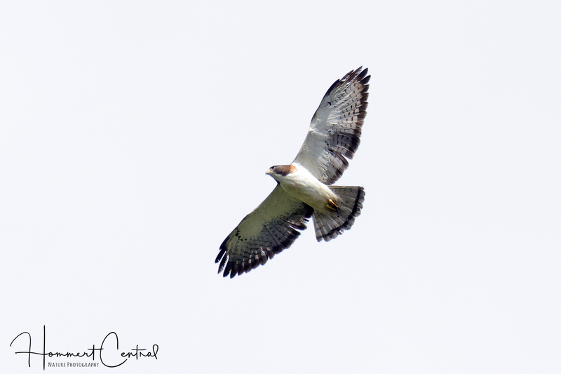 Short-tailed Hawk (04).jpg