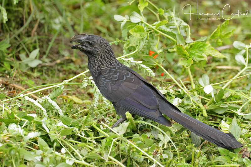Smooth-billed Ani (07).jpg