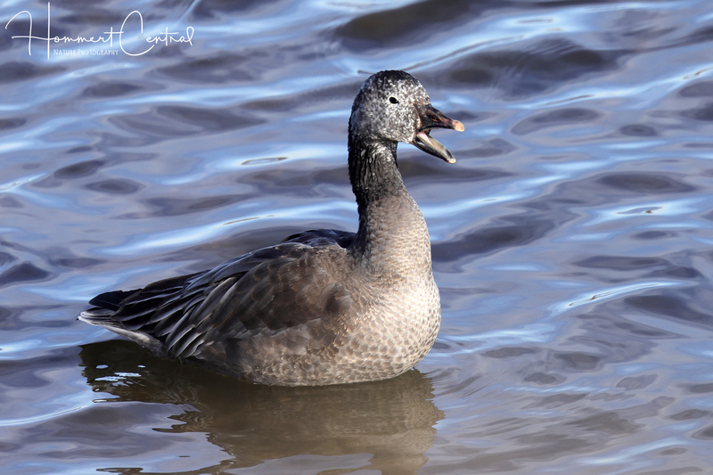 Snow Goose (immature white morph) (01).jpg