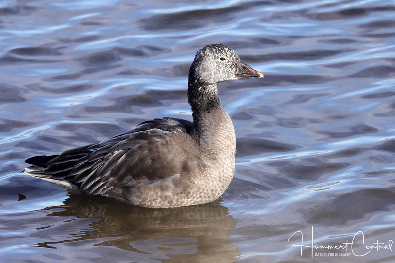 Snow Goose (immature white morph) (02).jpg