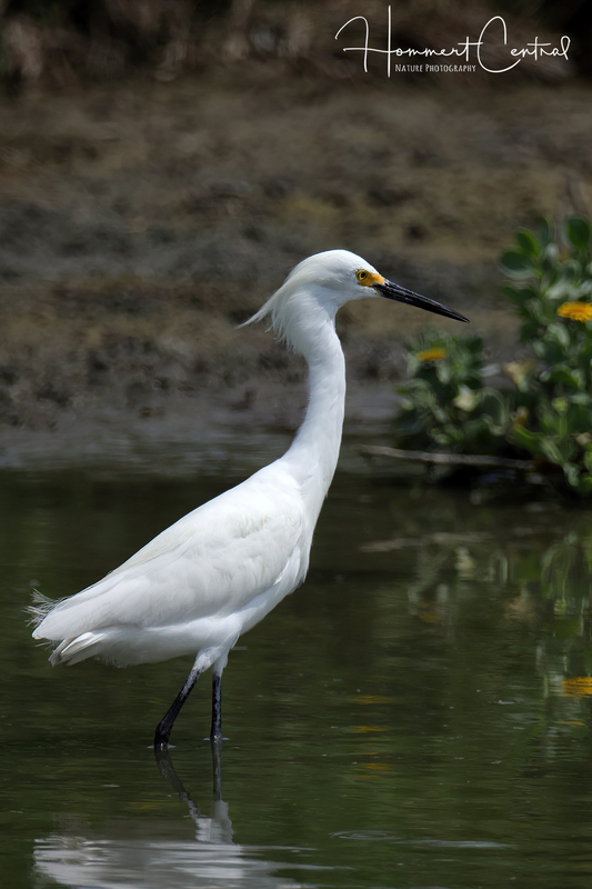 Snowy Egret (60).jpg