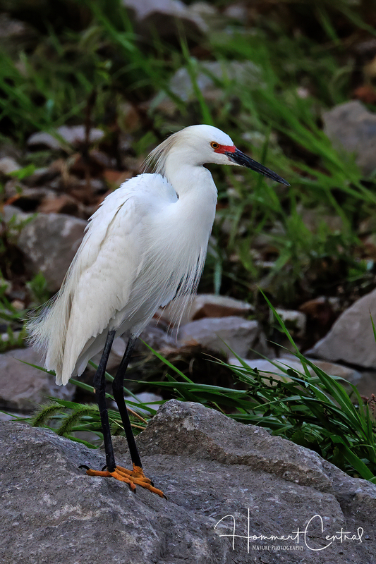 Snowy Egret (high breeding plumage) (05).jpg
