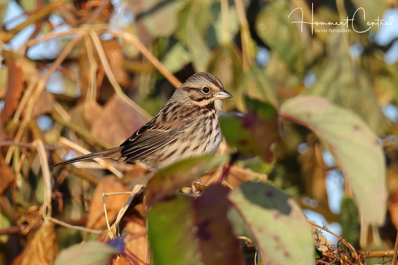 Song Sparrow (11).jpg