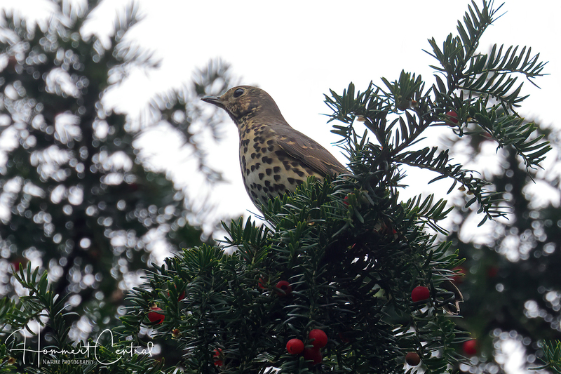 Song Thrush (02).jpg