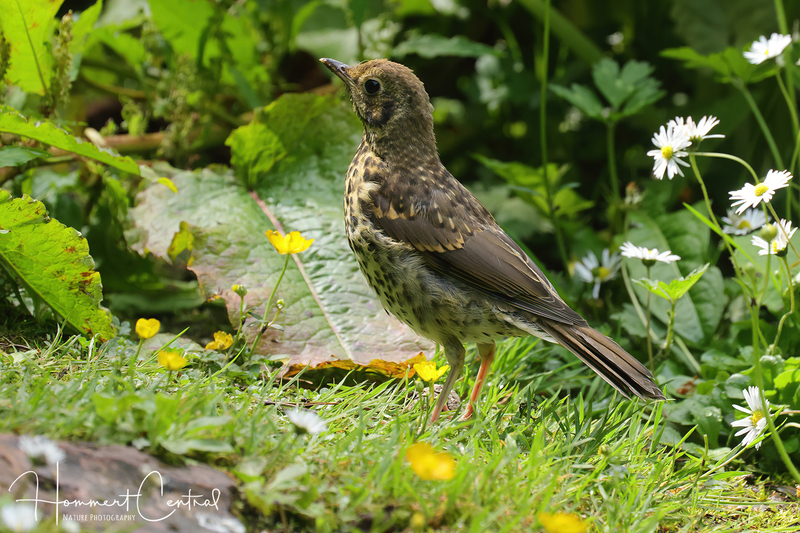 Song Thrush (03).jpg