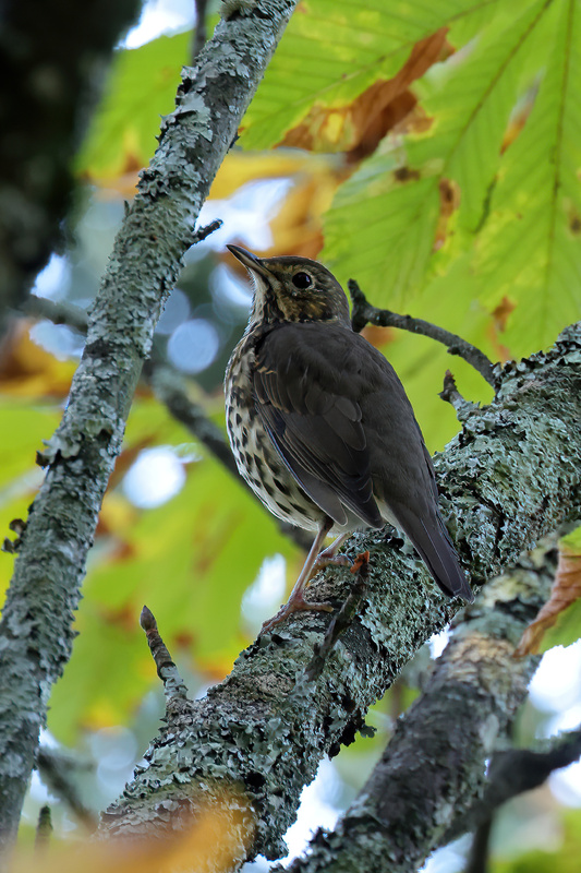 Song Thrush.jpg