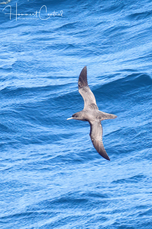 Sooty Shearwater (03).jpg