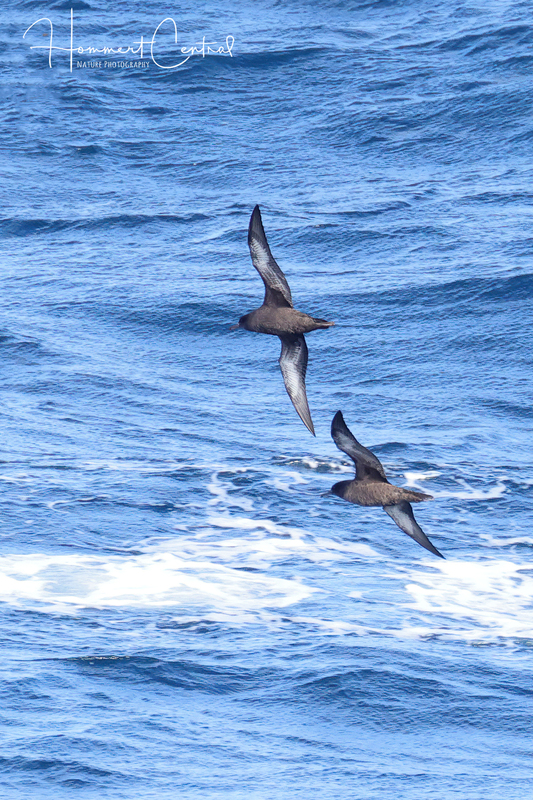 Sooty Shearwater (04).jpg