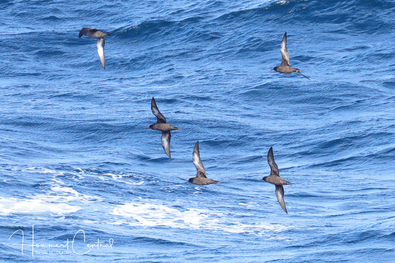 Sooty Shearwater (05).jpg