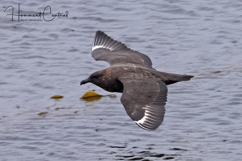 South Polar Skua (01).jpg
