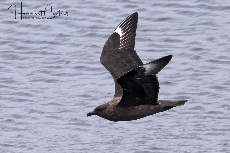 South Polar Skua (02).jpg