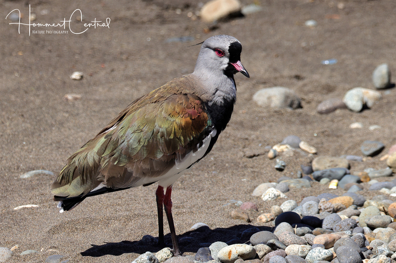 Southern Lapwing (01).jpg