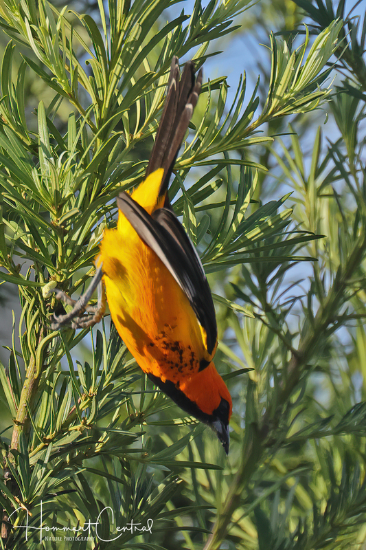 Spot-breasted Oriole (05).jpg
