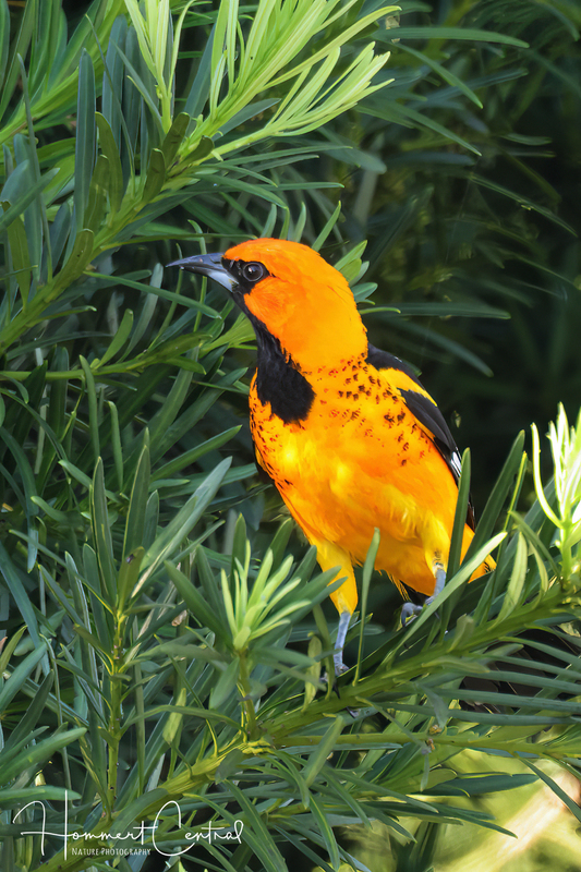 Spot-breasted Oriole (06).jpg