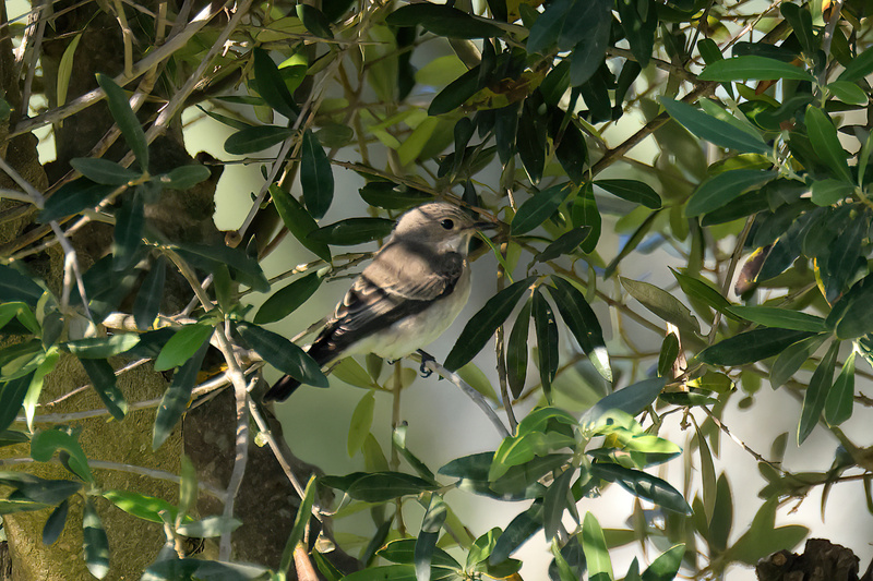 Spotted Flycatcher (01).jpg