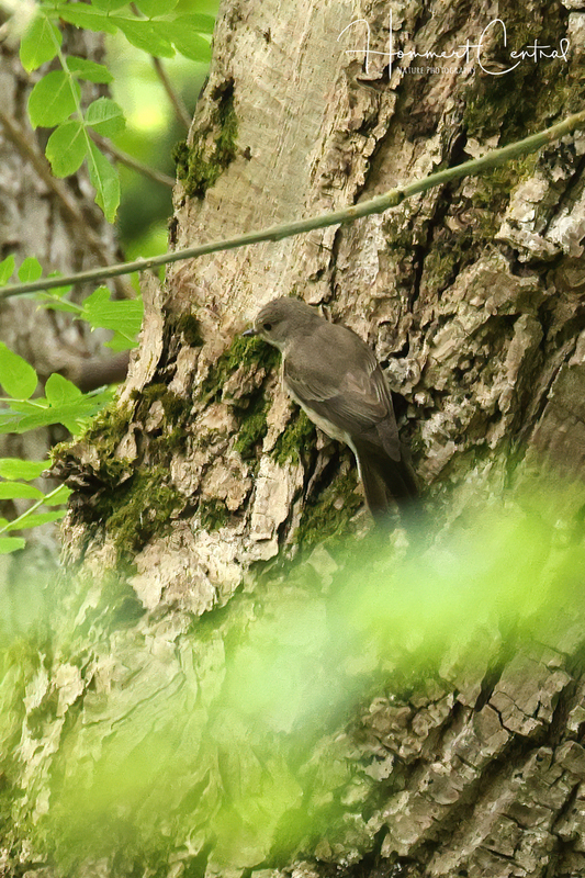 Spotted Flycatcher (02).jpg