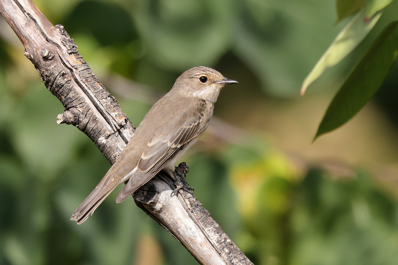 Spotted Flycatcher (03).jpg