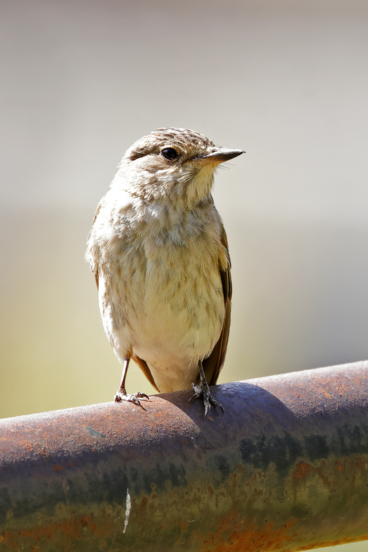 Spotted Flycatcher (04).jpg