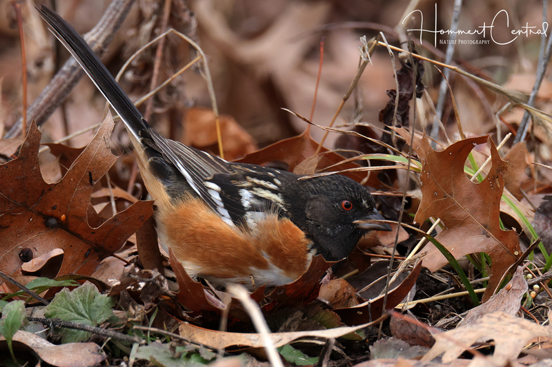 Spotted Towhee (06).jpg