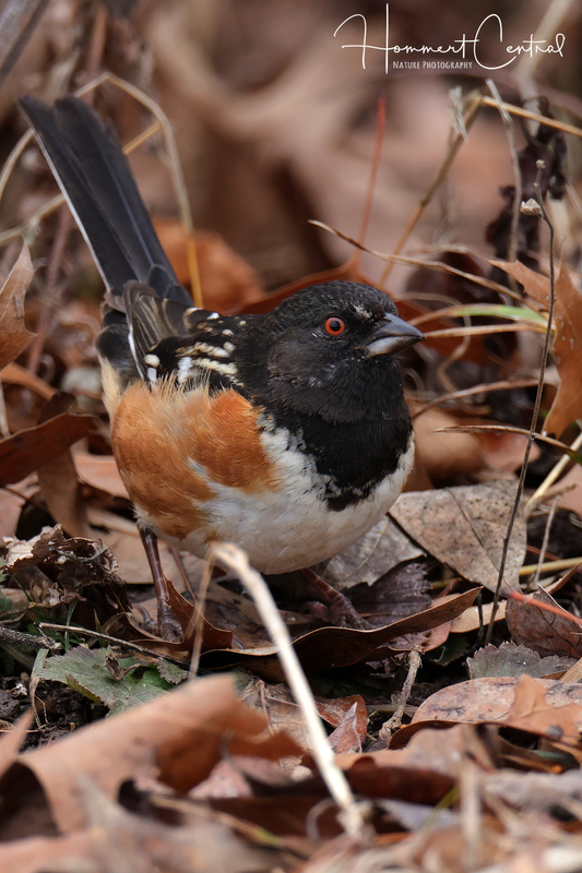 Spotted Towhee (07).jpg