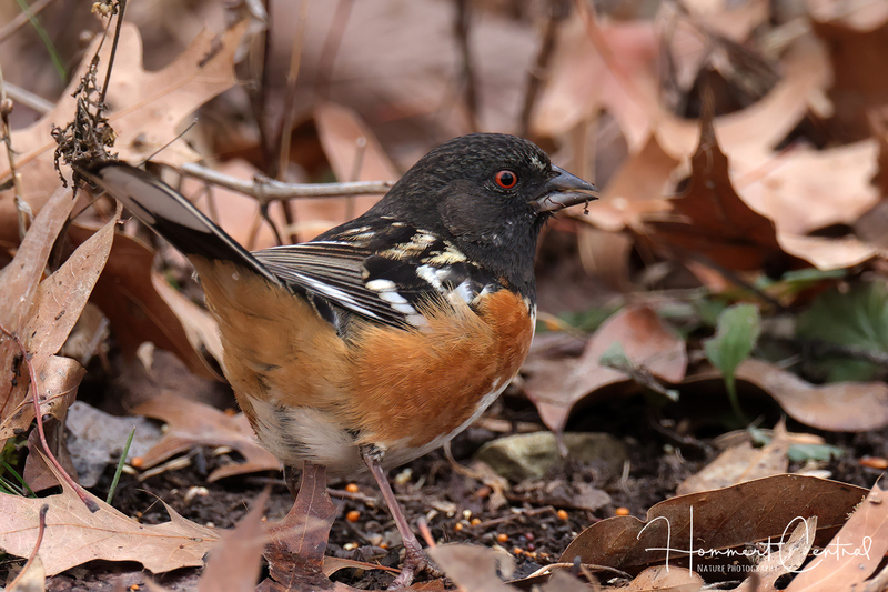 Spotted Towhee (08).jpg