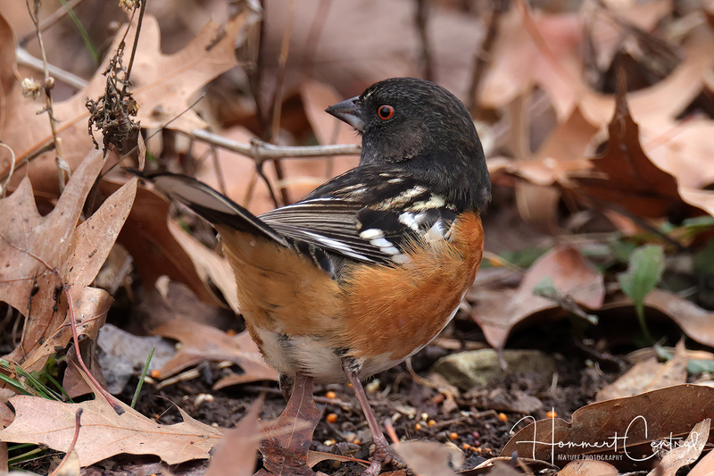 Spotted Towhee (09).jpg
