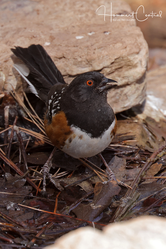 Spotted Towhee (11).jpg