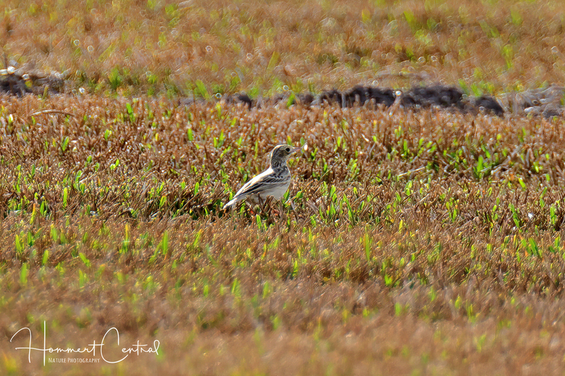 Spragues Pipit (03).jpg