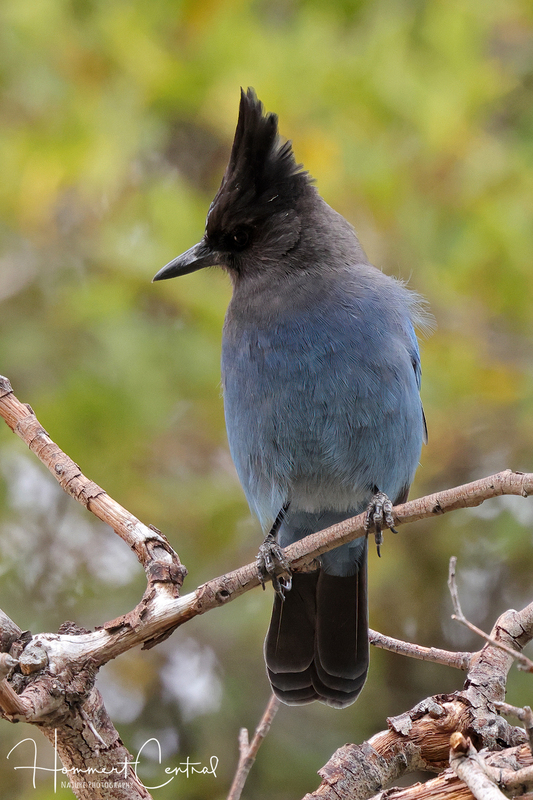 Stellers Jay (04).jpg