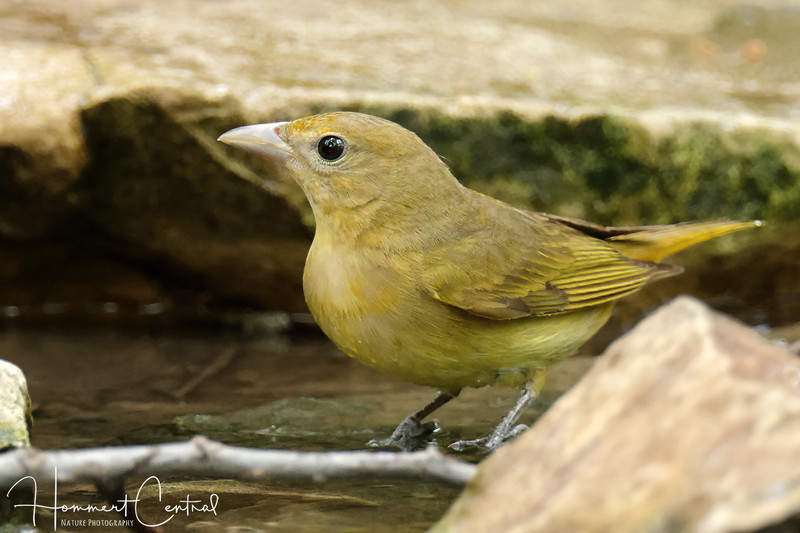 Summer Tanager (female) (07).jpg
