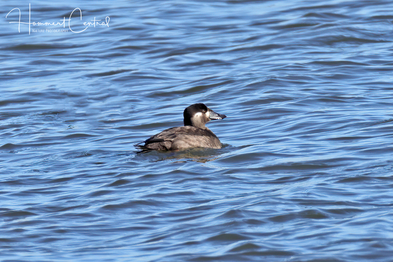 Surf Scoter (female) (01).jpg