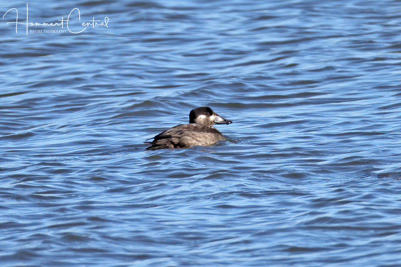 Surf Scoter (female) (02).jpg