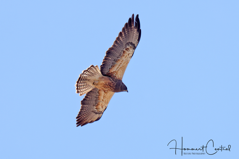 Swainsons Hawk (12).jpg