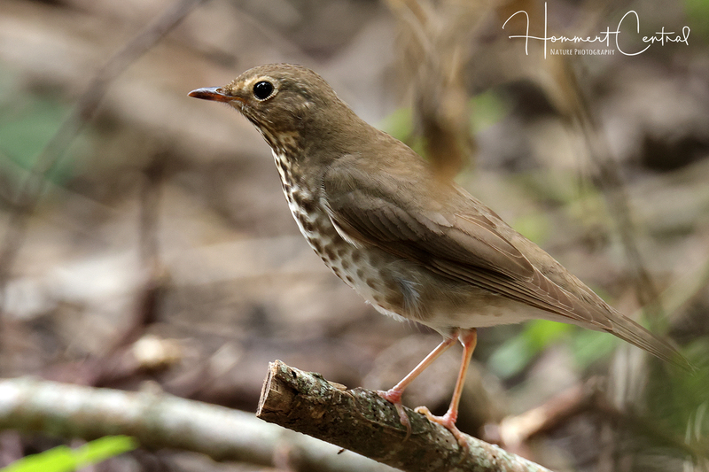 Swainsons Thrush (19).jpg