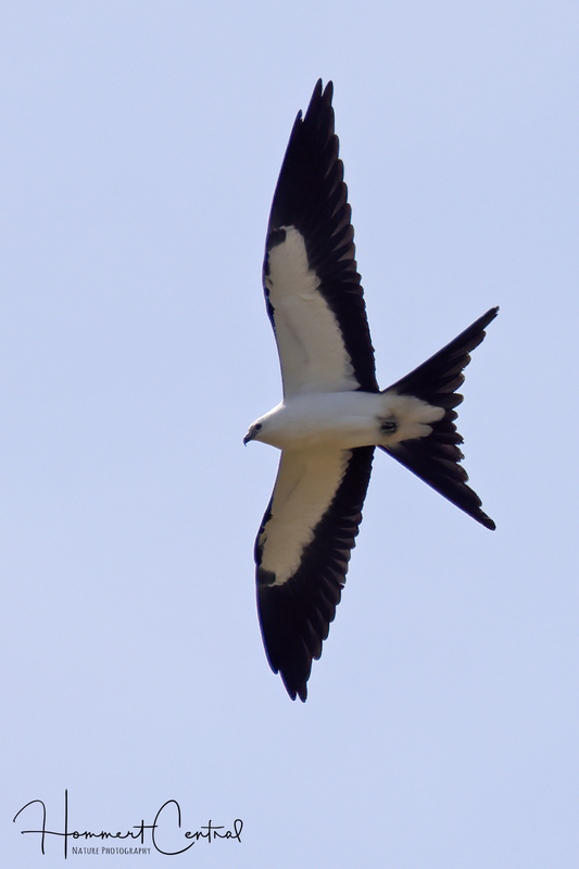 Swallow-tailed Kite (13).jpg