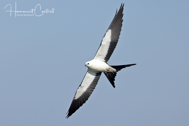 Swallow-tailed Kite (14).jpg