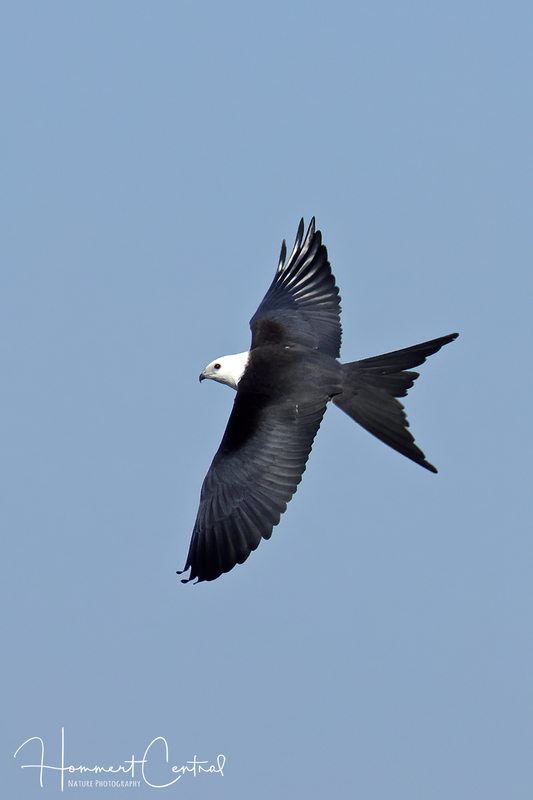 Swallow-tailed Kite (15).jpg