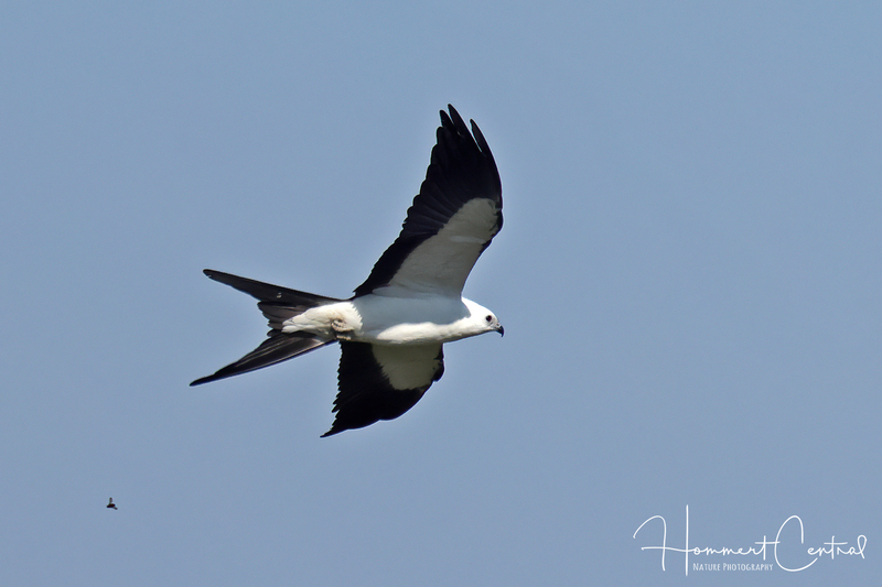 Swallow-tailed Kite (16).jpg