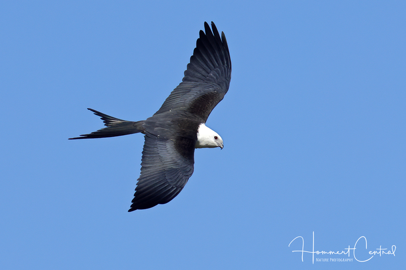 Swallow-tailed Kite (17).jpg