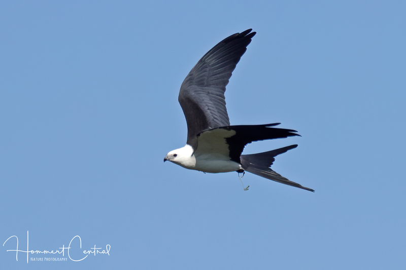 Swallow-tailed Kite (18).jpg