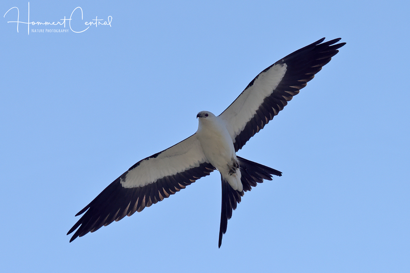 Swallow-tailed Kite (19).jpg