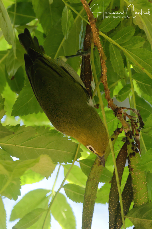 Swinhoes White-eye (01).jpg